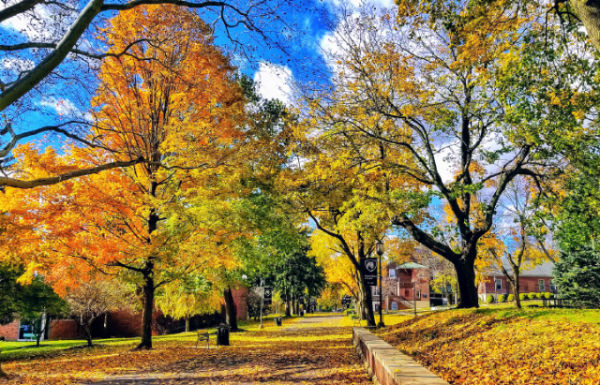Penn State Schuylkill's mall walk covered in yellow, orange, and red leaves during fall.