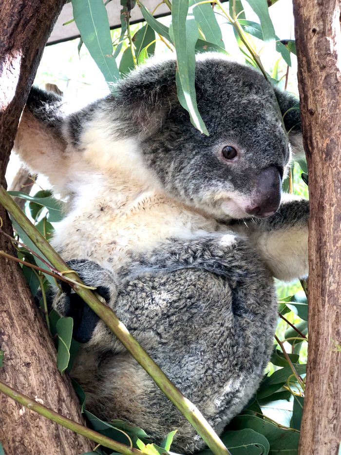 A koala at the Billabong Sanctuary.