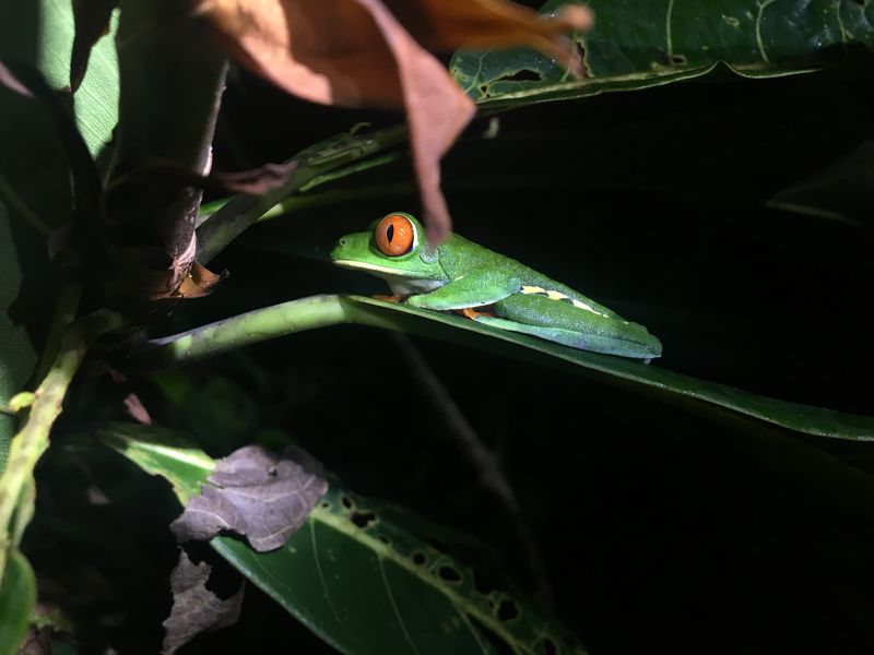 An orange-eyed frog sits tight on a sturdy leaf.