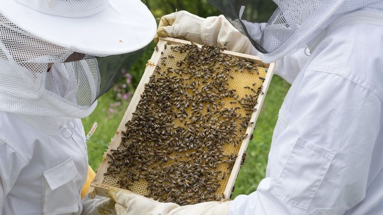 Beekeepers with frame