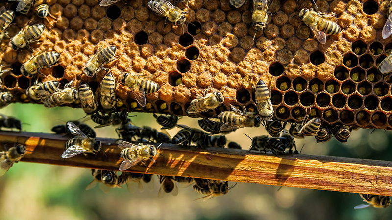 honey bees on a honeycomb