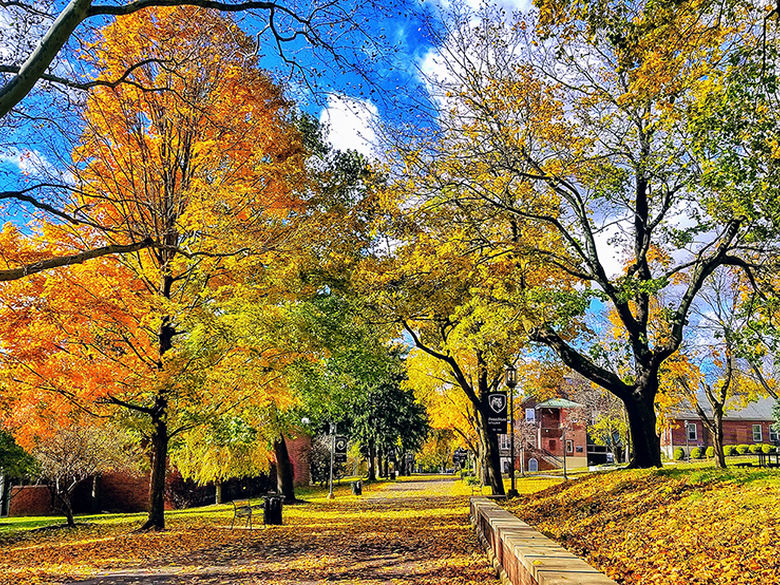 Penn State Schuylkill's mall walk covered in bright yellow leaves during the fall.