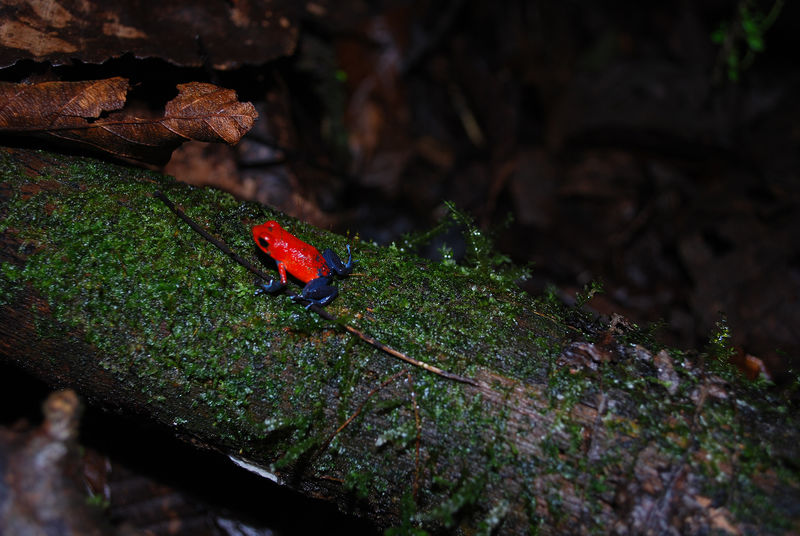 An red-orange dart frog perches itself on top of a mossy log.