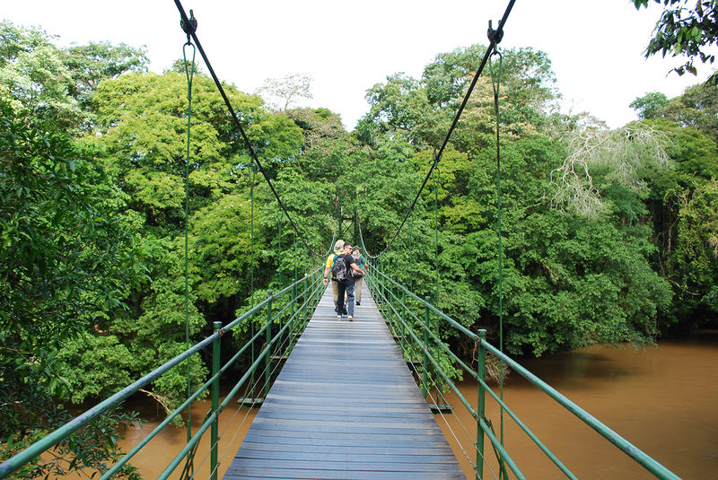 Penn State students cross a suspension bridge as they descend into the Costa Rican jungle.