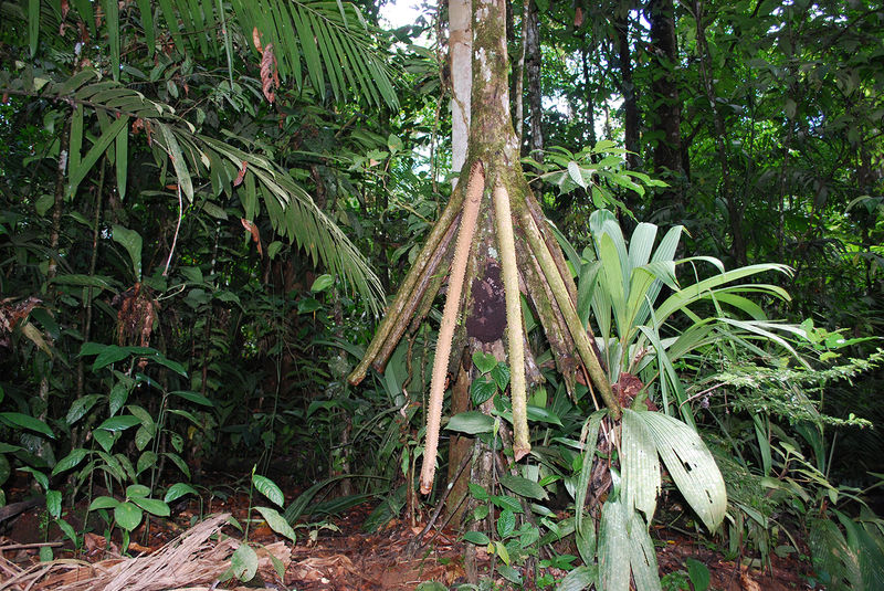 This peculiar Costa Rican tree grows with its roots above ground.
