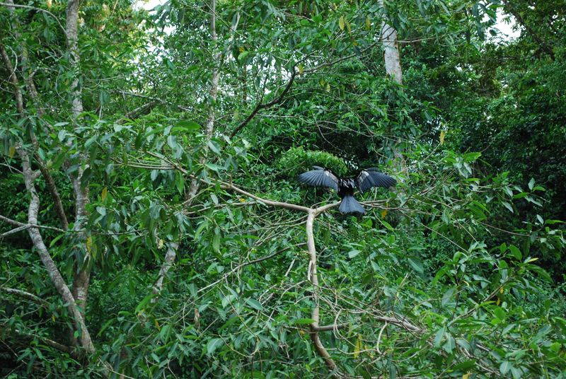 A large, black bird perches itself on a tree limb and fans out its wings.