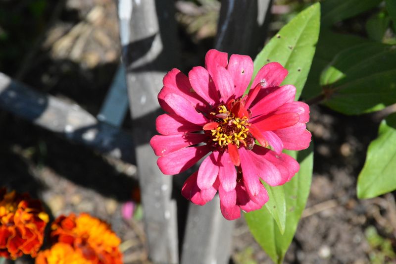 A flower in the Schuylkill campus Pollinator Friendly Garden