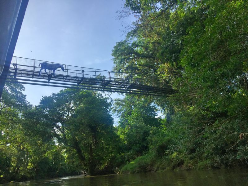 A white horse ventures over a suspension bridge while the students capture the action from the river below.