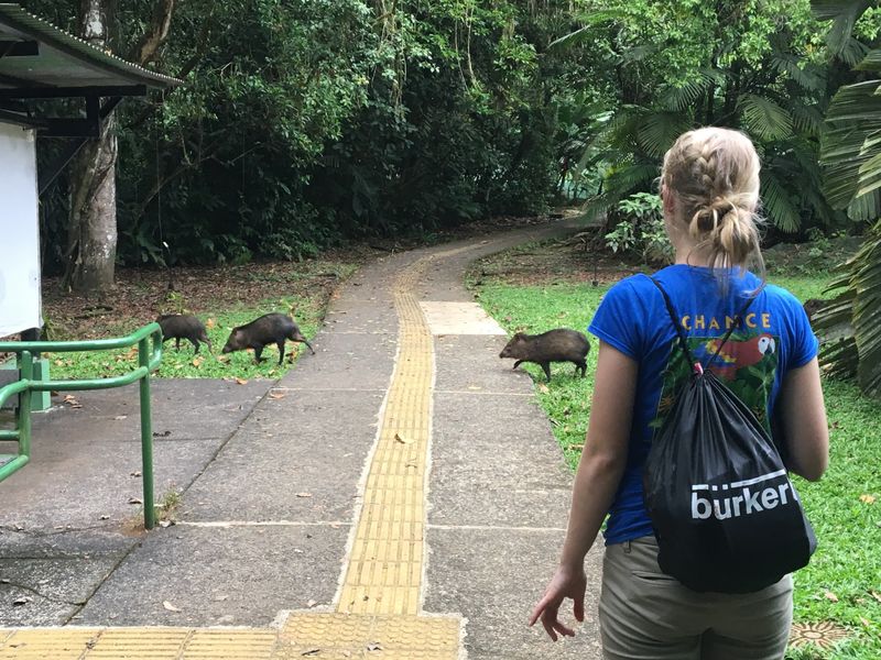 Schuylkill campus student Marla pauses to allow some peccaries, a member of the swine family, to cross her path.
