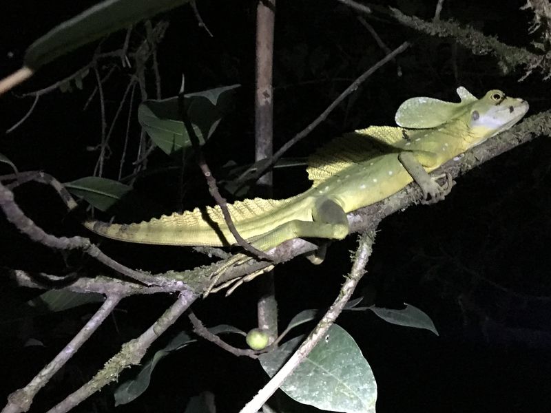 A lizard lounges on a branch at night.