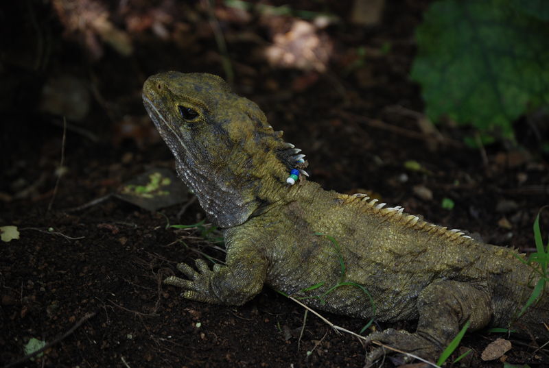 Beaded iguana poses for a photo