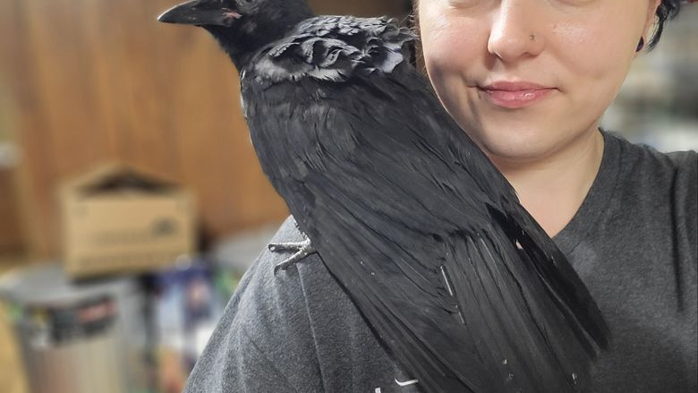 Amanda Moyer poses with an American crow, Kaz.