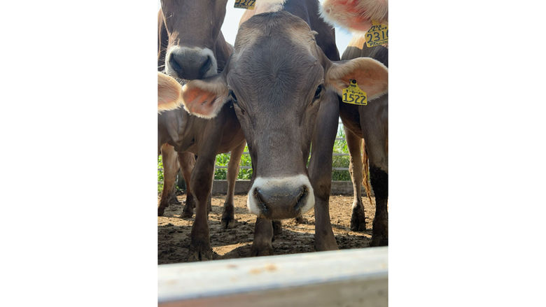 Regan Kreitzer's photo of cows