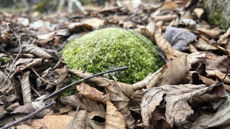 Trinton Wheatley's photo of nature