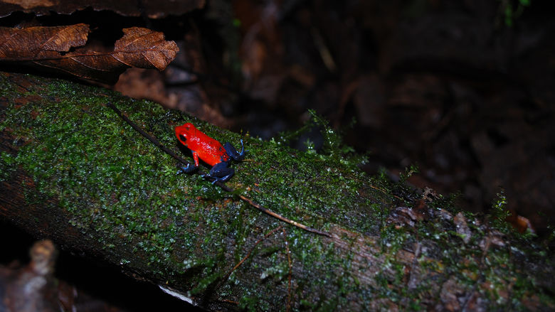 An red-orange dart frog perches itself on top of a mossy log.