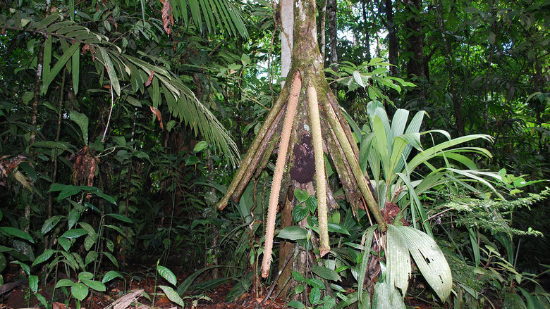 This peculiar Costa Rican tree grows with its roots above ground.
