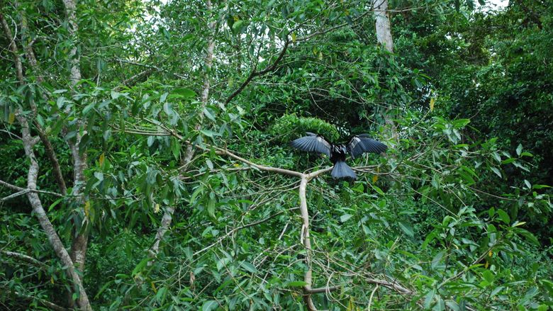 A large, black bird perches itself on a tree limb and fans out its wings.
