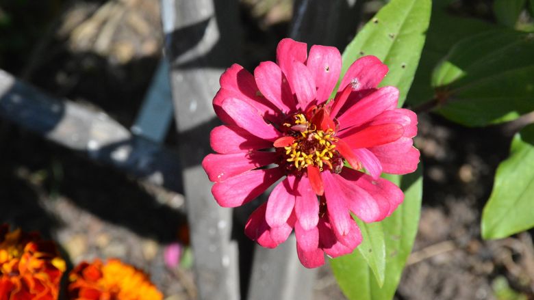 A flower in the Schuylkill campus Pollinator Friendly Garden