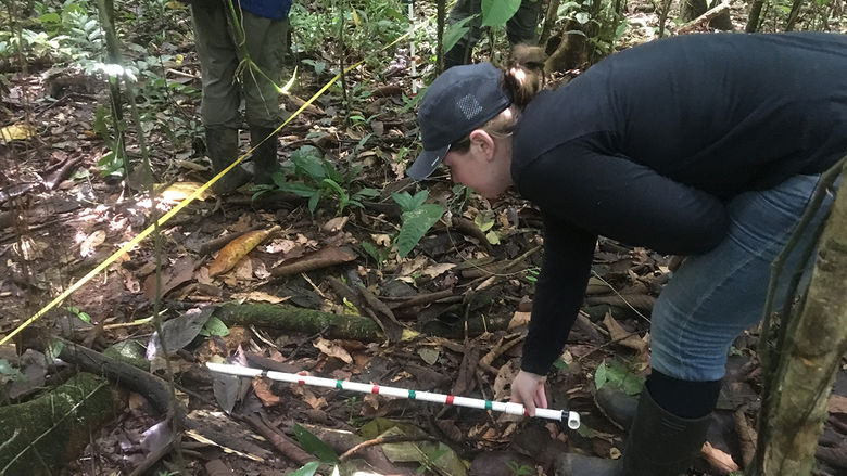 Schuylkill campus student Alyssa marks a square meter of their research transect using a meter long stick as she prepares to count saplings and seedlings.