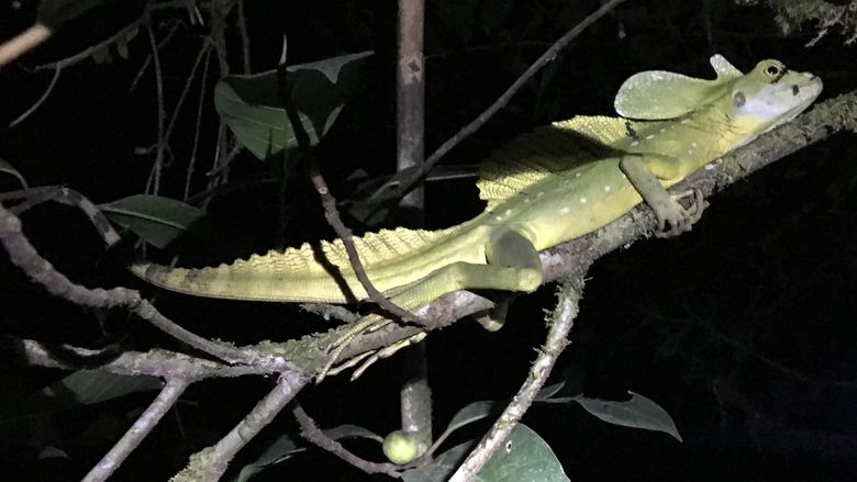 A lizard lounges on a branch at night.