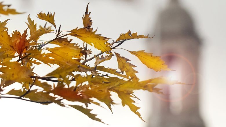 Autumn leaves in front of Old Main