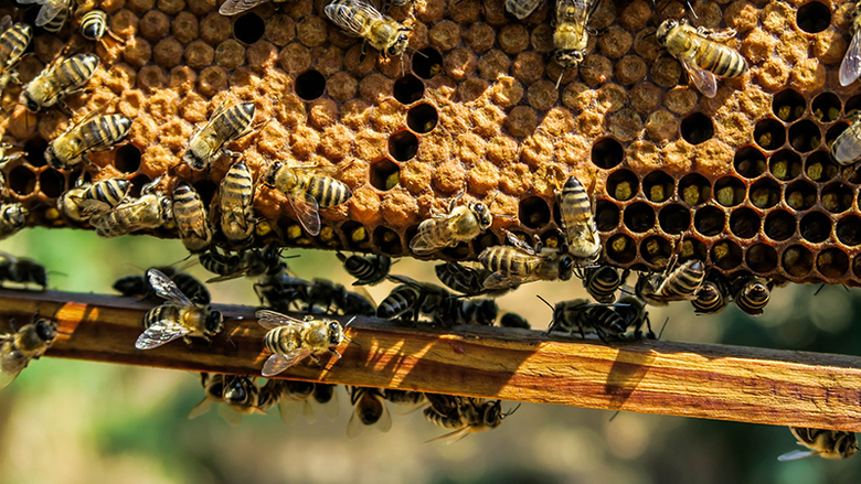honey bees on a honeycomb