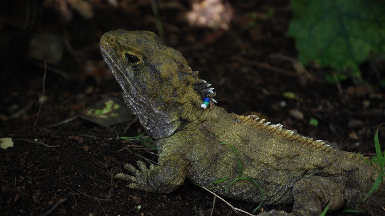 Beaded iguana poses for a photo