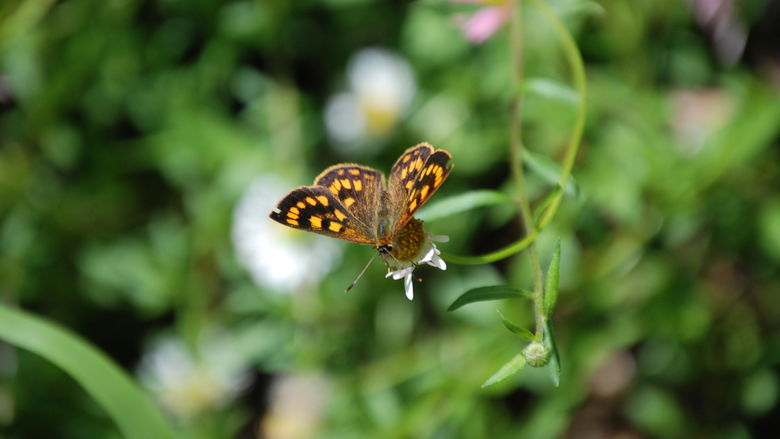 Butterfly