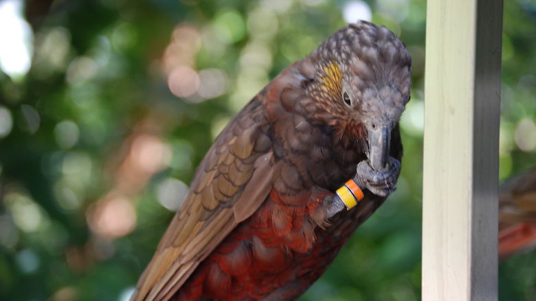 Tracked bird cleans itself