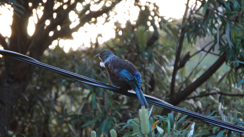 A bird enjoys the last few moments of sunshine
