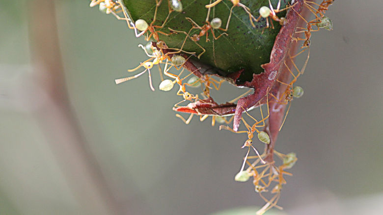 Green ants on a leaf.