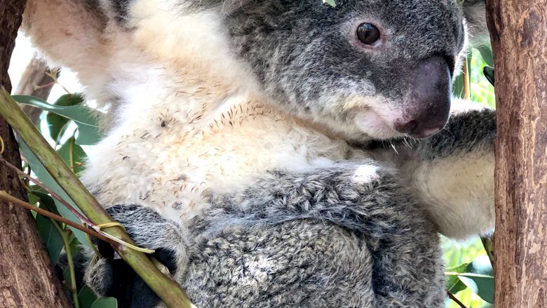 A koala at the Billabong Sanctuary.