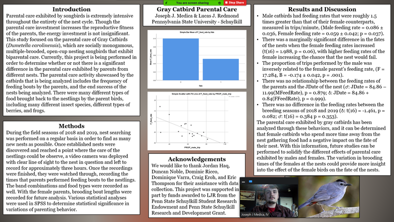 Screen shot of "Gray Catbird Parental Care" research poster