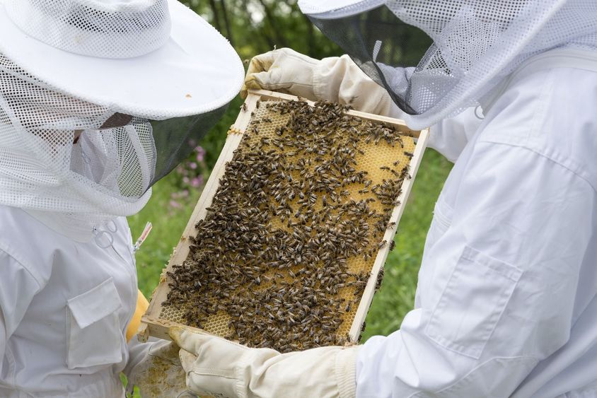 Beekeepers with frame